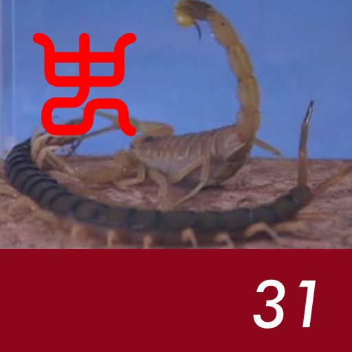 Insect arena 3 - 31.Egyptian golden VS Taiwan giant centipede