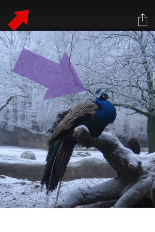 Picture Point - náhled