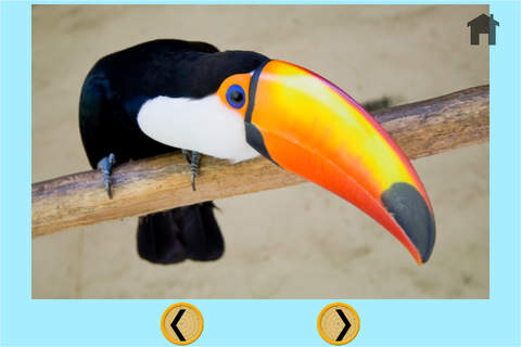 beautiful jungle animals for kids - free game - náhled