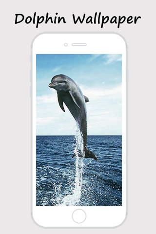 Dolphin Wallpapers - Best Collections Of Dolphin P - náhled