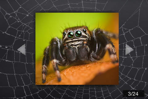 The Best Spiders - náhled