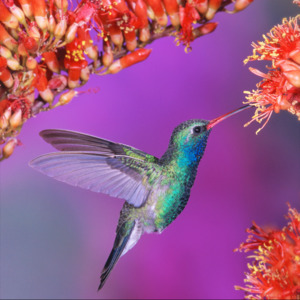 Hummingbirds Encyclopedia