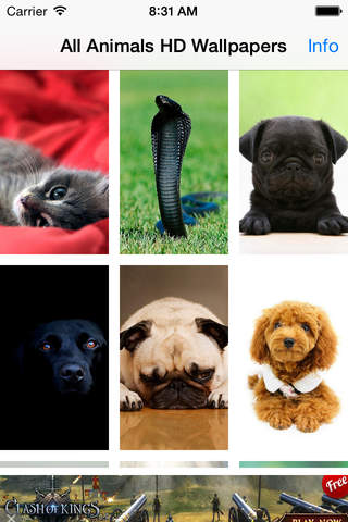 All Animals Wallpapers - náhled