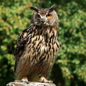 Owls Guru