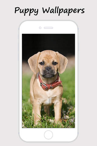 Cute Dogs and Puppy Wallpapers - náhled