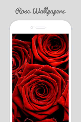 Trendy Roses - Best Collection of Rose Wallpapers - náhled