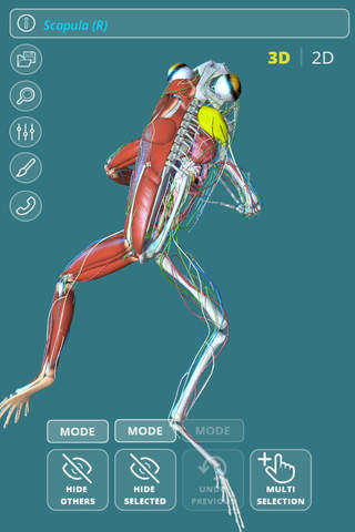 Visual Anatomy - Frog - náhled
