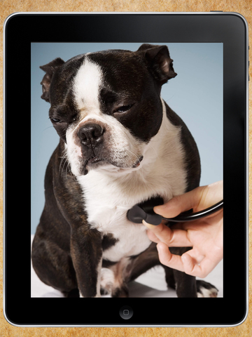 Pet First Aid - Responsibilities of a Pet Owner - náhled