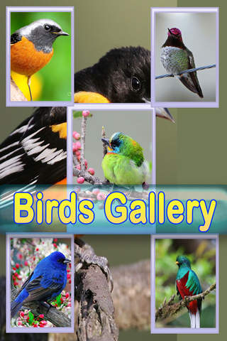 Wild Life Wallpapers -Best HD Wallpapers of Animal - náhled