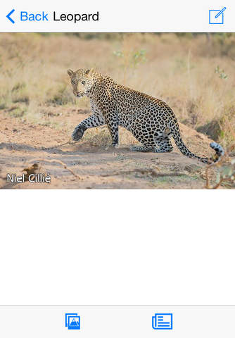 Animals of Kruger - náhled