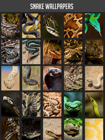 Snake Wallpaper screenshot 6