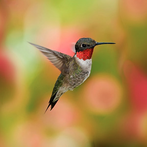 Hummingbirds Species