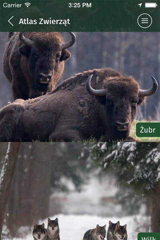 Białowieski Park Narodowy - náhled
