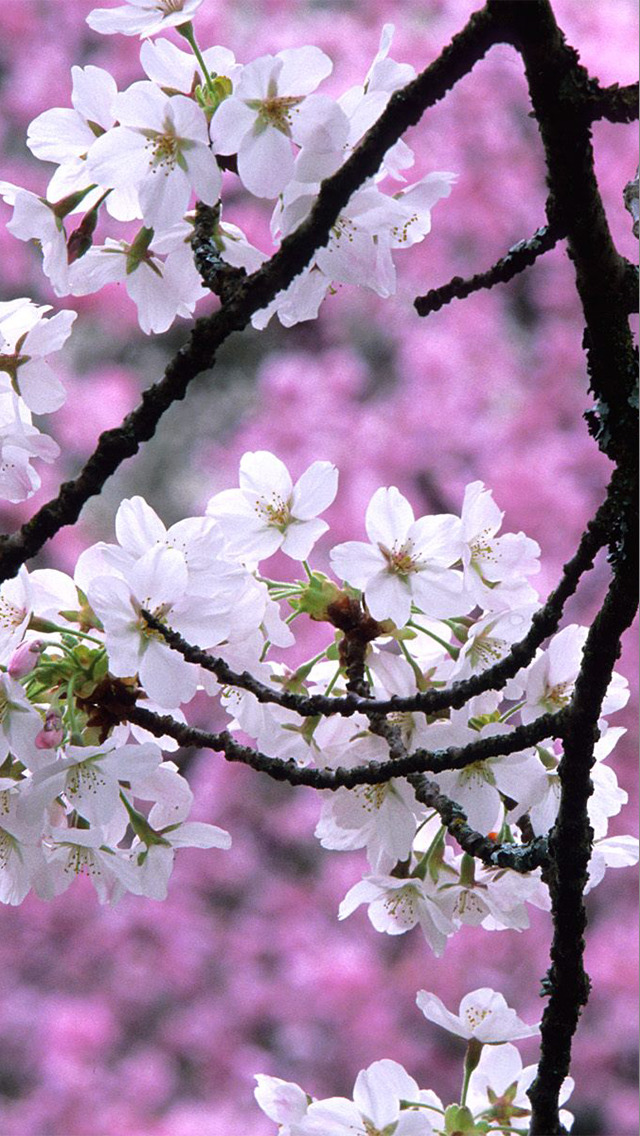 Sakura Wallpapers, Japanese Cherry Blossom Flowers screenshot 4