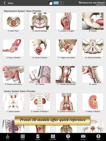 Reproductive and Urinary Anatomy Atlas: Essential Reference for Students and Healthcare Professionals screenshot 7