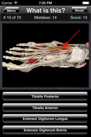 Anatomy Foot Quiz - náhled
