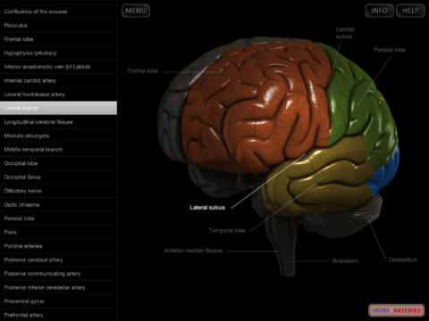 3d brain app
