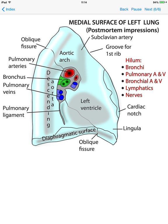 App Shopper: Anatomy Lectures Thorax and Abdomen (Medical)